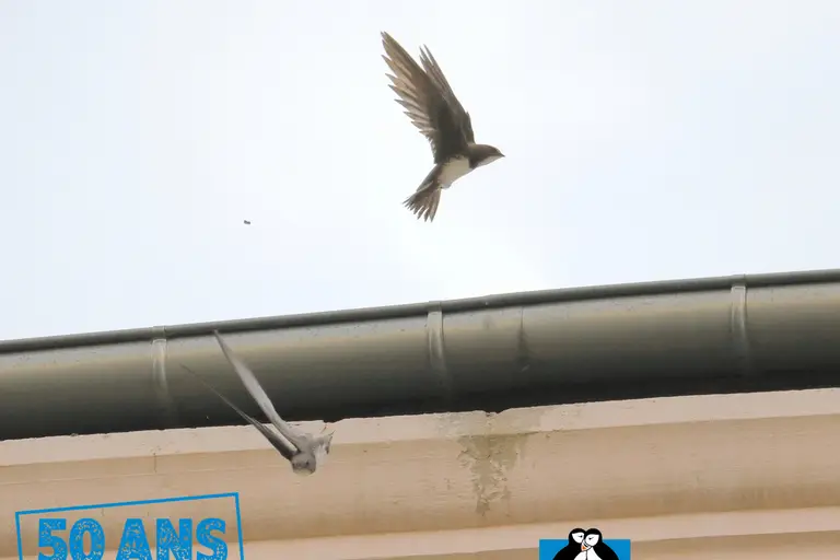 Sorties à Veauche, week-end des 3, 4 et 5 juillet 2026