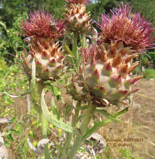 Le végétal vu autrement, au jardin Buffoni à Bonson à Bonson