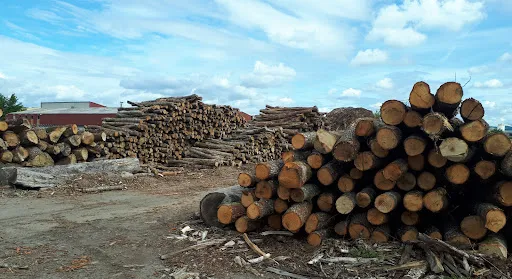 BOIS SERVICE FOREZIEN à Veauche