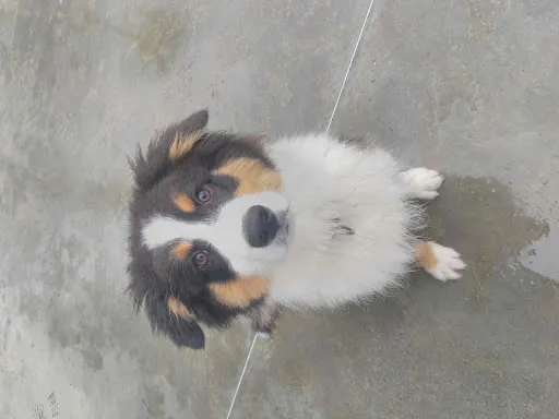 Coachin'dog Veauche à Veauche