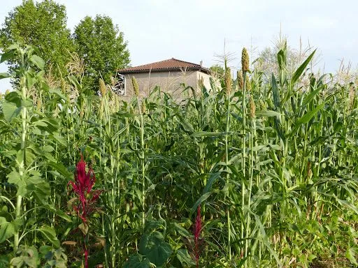 Ferme de la plagne Christophe Gaudry à Veauche